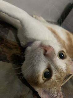 an orange and white cat laying on the floor