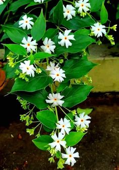 some white flowers and green leaves on the ground