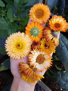 a hand holding yellow and red flowers in front of green leaves on the planter