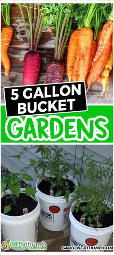 five buckets filled with different types of vegetables and the words 5 gallon bucket gardens