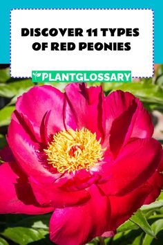 a pink flower with the words discovery 11 types of red peonies on it