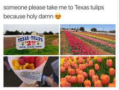 a bunch of tulips that are in the grass and some people holding flowers