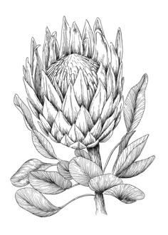 an artichoke flower with leaves drawn in black and white