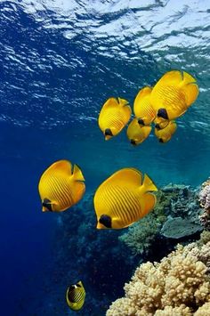 a group of yellow fish swimming over a coral reef