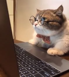 a cat wearing glasses sitting on top of a laptop computer