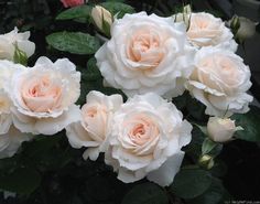 several white roses with green leaves and water droplets on the petals, in front of some pink flowers