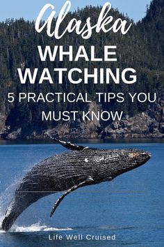 a whale jumping out of the water with text overlay that reads alaska whale watching 5 practical tips you must know