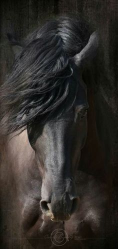 a black horse with long hair standing in front of a dark background and looking at the camera