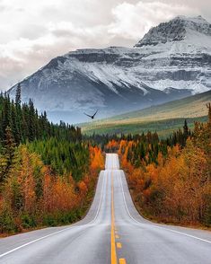 an empty road surrounded by trees and snow covered mountains in the distance with a bird flying over it