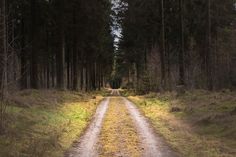 a dirt road in the middle of a forest