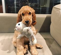 a dog sitting on a couch holding a stuffed animal