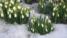 snowdrops are growing in the snow with green leaves