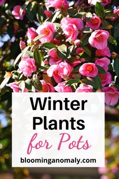 best winter plants for pots, camelias, etc Camelia In Pot, Winter Plants For Pots Outdoors, Winter Container Plants, Winter Potted Plants, Winter Pots