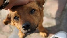 a dog is being petted by someone's hand while sitting on the ground