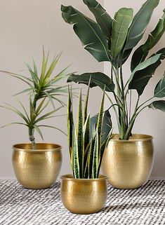 Vintage DecorThis exquisite piece seamlessly blends vintage aesthetics with modern elegance, making it the perfect addition to any home or special occasion. An aluminum decorative Pot with a Brass Look is perfect for any use around the home.Recommended UsesThis pot can be a striking home for your favorite plants, bringing a touch of greenery into your living space. Its unique design also makes it an ideal choice as a flower vase for weddings and events, adding a captivating centerpiece that will Brass Vase Decor, Brass Planters, Green Flower Pots, White Office Decor, Aluminum Vase, Modern Flower Vase, Gold Planter, Kitchen Plants, Brass Pot