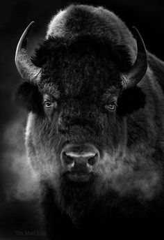 a black and white photo of a bison with large horns on it's head