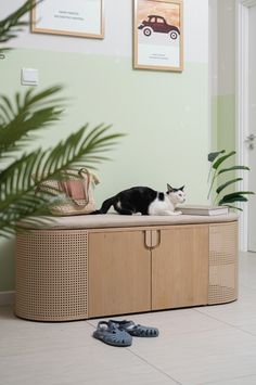 a black and white cat laying on top of a wooden cabinet in a room with green walls