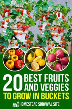 20 best fruits and veggies to grow in buckets