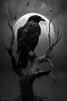 In restless dreams I walked alone Black Crow Tattoos, Raven Pictures, Rabe Tattoo, Raven Artwork, Crow Tattoo Design, Crow Tattoo, Gothic Wall Art, Raven Tattoo, Crow Art