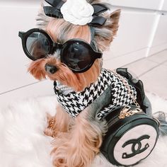 a small dog wearing sunglasses and a sweater on top of a white fur covered floor