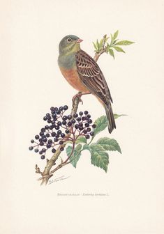 a bird sitting on top of a branch filled with berries