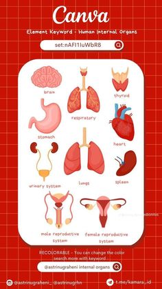 the anatomy of the human body is shown in red and white, with an orange background