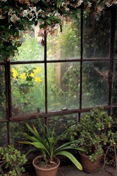 several potted plants sit in front of an open window