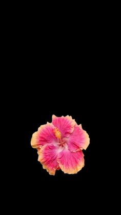 a pink and yellow flower on a black background