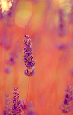 purple flowers are in the foreground with an orange background