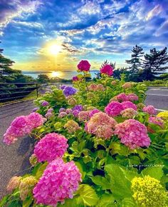 some pink and purple flowers on the side of a road with trees in the background