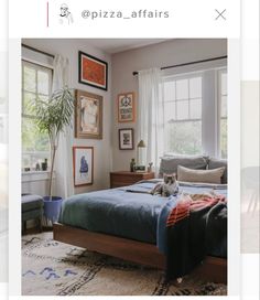 a cat laying on top of a bed in a bedroom next to two large windows