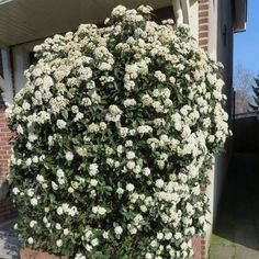 a bush with white flowers in front of a house