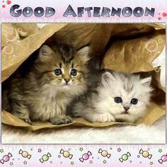 two kittens sitting in a paper bag with the caption good afternoon on it