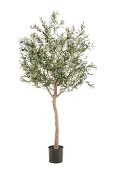 Faux Mediterranean Evergreen Tree Set (2) | Emerald Olive | Woodfurniture.com Artificial Olive Tree, Olive Plant, Artificial Plants And Trees, Dutch Furniture, Olea Europaea, Artificial Trees, Evergreen Trees, Vert Olive, Miami Design