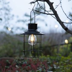 an outdoor light hanging from a tree branch