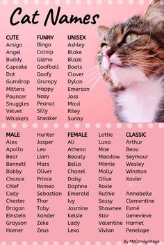 a cat named after names on a pink background with polka dots and the words cats names