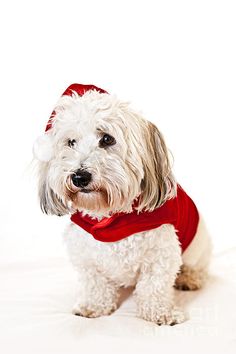 a small white dog with a red scarf around it's neck wearing a santa hat