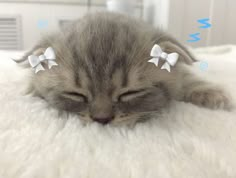 a cat with two white bows on its head is laying down and sleeping in a bed