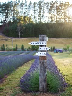 a wooden pole with signs pointing to different places in the field and lavenders behind it