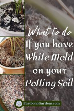 Four photos of various kinds of white mold on potting soil. Image Text: "What to do if you have white mold on your potting soil." - EastbornGardens.com How To Get Rid Of Mold In Plant Dirt, Moldy Soil House Plants, White Mold In Plant Soil, How To Get Rid Of Mold On Plant Soil, Best Soil For Indoor Plants, Gardening Inside, Common House Plants, House Mold, Garden Problems