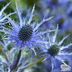 some very pretty blue flowers in the grass