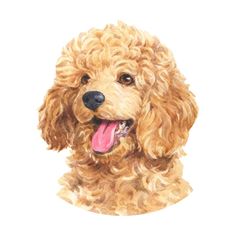 a watercolor drawing of a poodle dog with its tongue out and it's eyes open