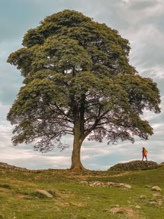 a person standing under a large tree on top of a hill