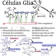 the diagram shows how cells are attached to each other