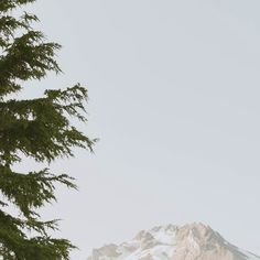 a snow covered mountain is seen through the branches of a pine tree in front of it