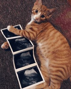 an orange and white cat laying on the floor next to three x - ray images