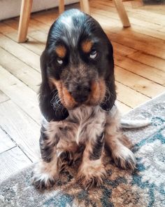 a black and brown dog sitting on top of a rug