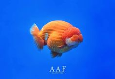 an orange and white fish swimming in blue water with the word aaf above it