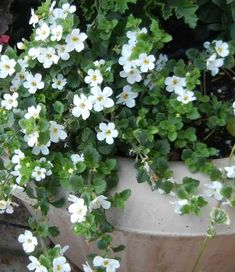 some white flowers are growing in a pot