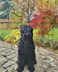 a black dog sitting on top of a cobblestone walkway in front of trees